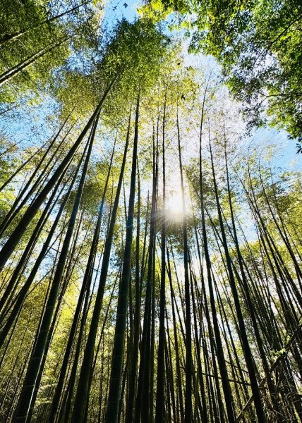 集集大山(小百岳#50）野店吃小吃2972021