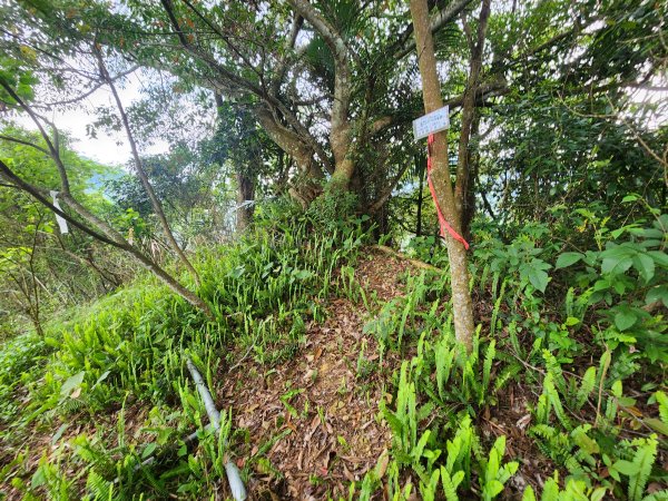 20250419蕩跋山劉家界山老社寮山新富山2936206