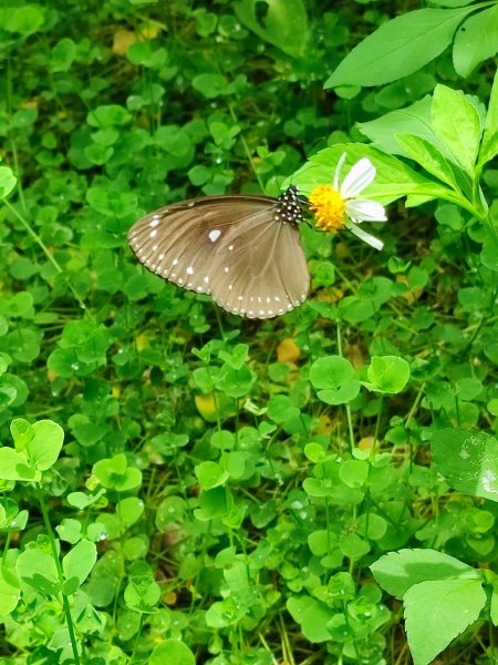 鳴鳳古道南隘勇(南長城)古道O行走1753330