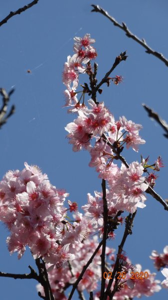 仙境?!雲霧繚繞! 2020/4th雲瀑853506