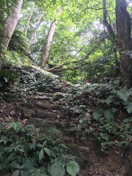 新竹五指山599757