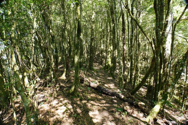 新竹 尖石 東穗山、島田山2939436