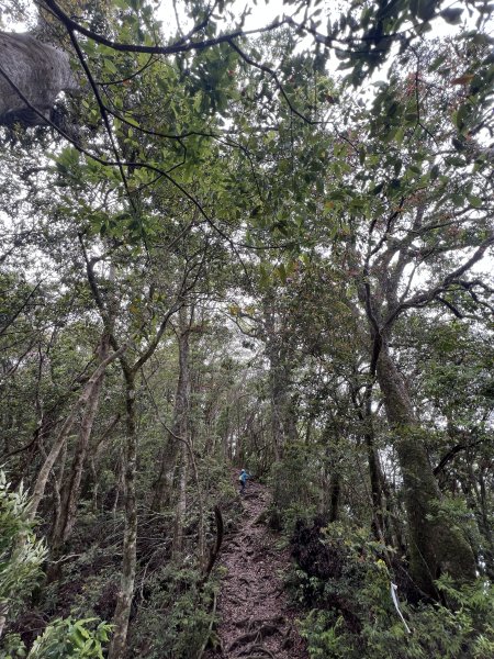 ~  塔  曼  山  ~2782769