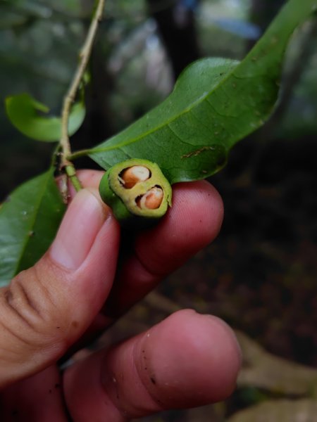 白藍狐貍出狐貍尾/狐貍縱走2796354