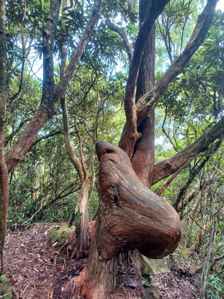 【台中和平】筆直的杉林.林相優美。 橫嶺山x沙連山P型2869032