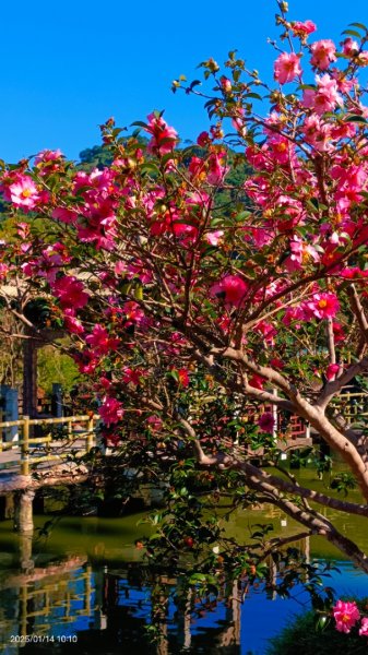 雙溪公園賞花&原住民公園落羽松&故宮1/142689943