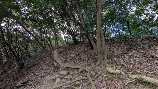 114.11.22鳶山彩碧-鳶山-鳶尾山之旅2943534