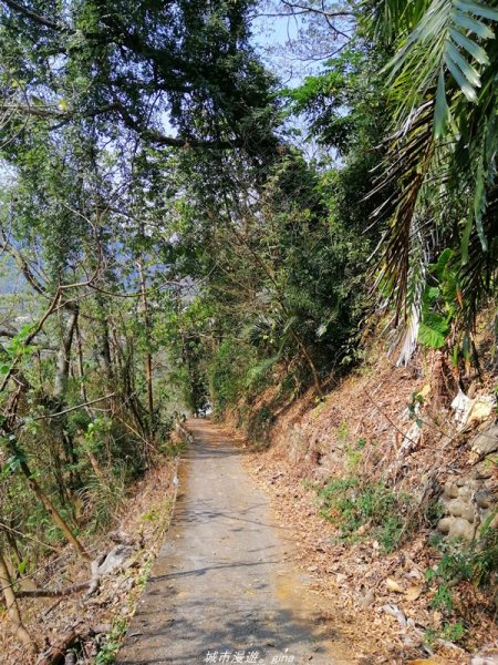 苗栗~山林裡賞優美樹姿~大克山砲台古道1319436