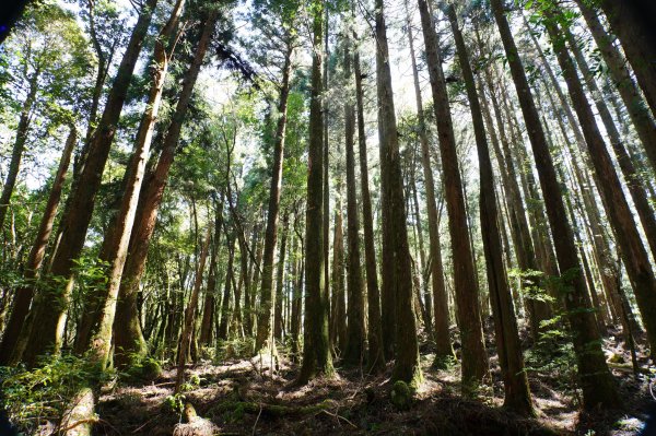 新竹 尖石 屯野生台山、石麻達山、錦屏山2904303