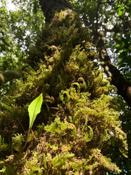 獅仔頭山/小百岳1453971