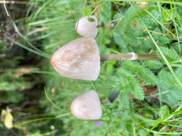 川藏33天深度之旅💙#稻城亞丁-來古冰川2902366