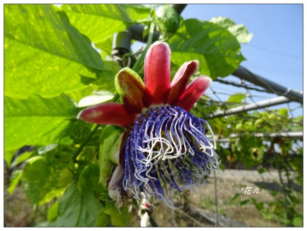 嘉義/朴子溪風鈴木874421