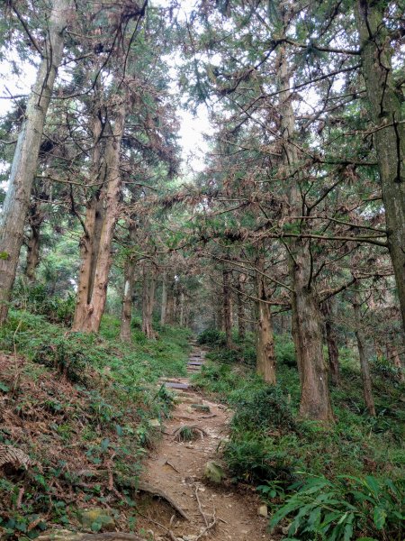 香杉秘境@長壽山：還有孟宗竹林及柳杉混合林、加碼夫妻樹1480559