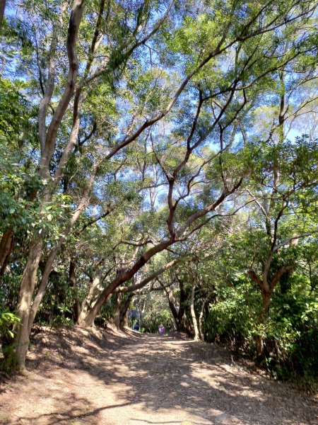 五酒桶山步道759890