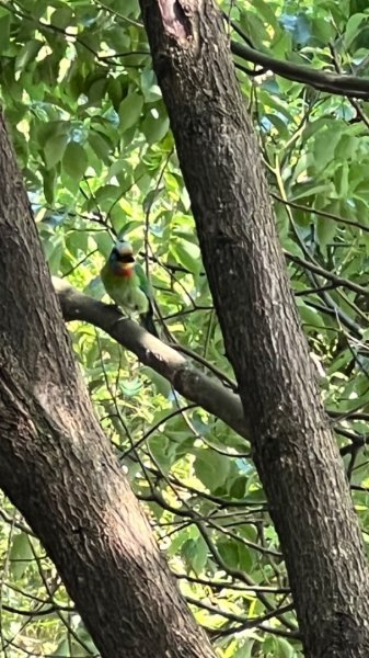 臺北大縱走第四段：風櫃口到大湖公園捷運站2155443