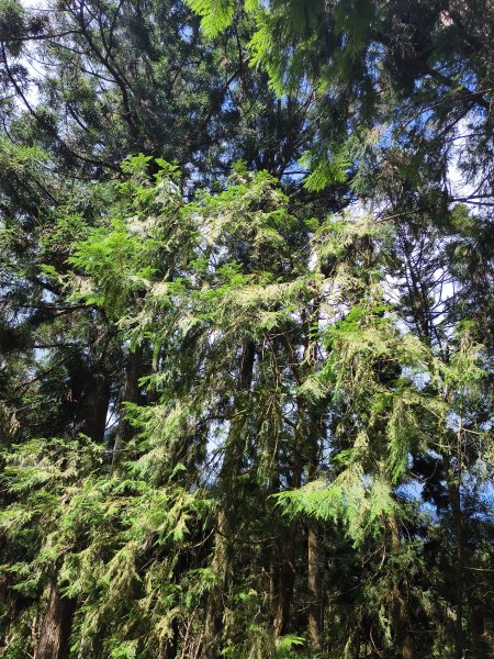 [百山百鳥尋旅-05/15] 2025_0830 溪頭賞鳥步道_銀杏步道2875518