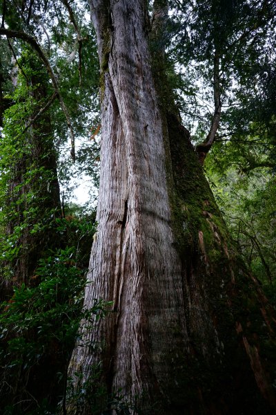 【輕忽】【大安溪神木】2695042