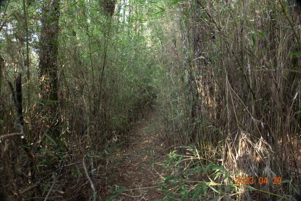 南投 仁愛 武法奈尾山2133744