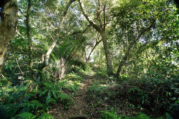 桃園 龍潭 太平山、清水坑山、石門山、小粗坑山、大竹坑山2977118