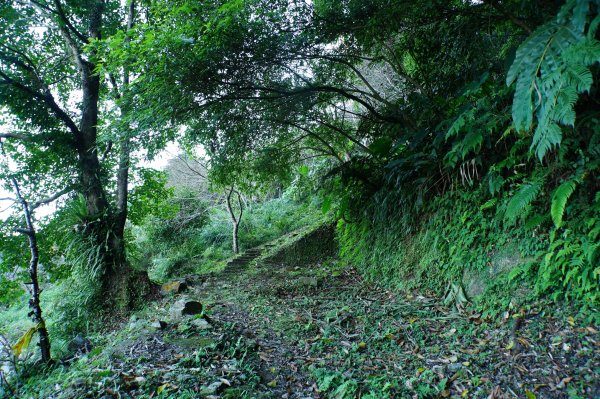 桃園 復興 牌子山、金平山2952197