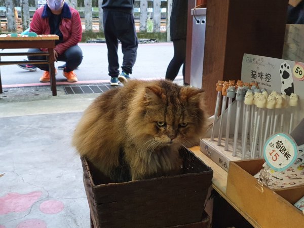 候硐神社順遊候硐貓村1270008