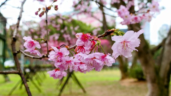 《蘭陵王・林口櫻花》2715968