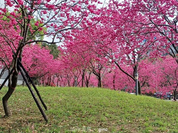 【台中后里】春日賞花。崴立機電櫻花公園2441575