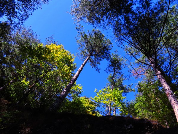 如童話般的森林步道-武陵桃山瀑布步道1190801