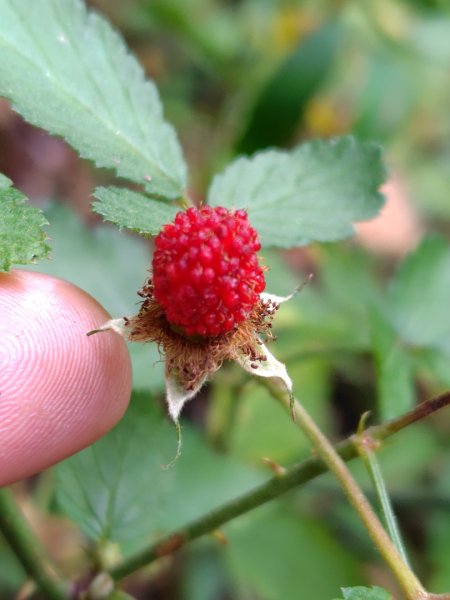 東埔走八通關古道訪龍貓公車繞對關山O型2962777