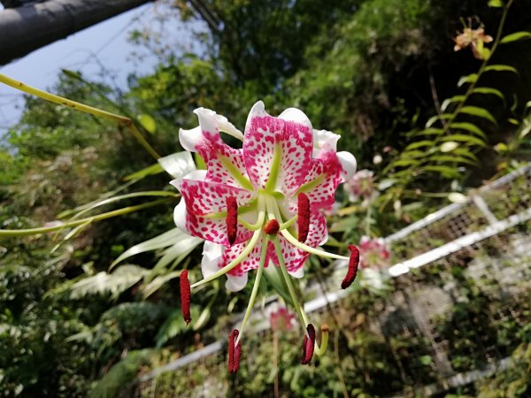 猶如天使翅膀 ~ 艷紅鹿子百合477879