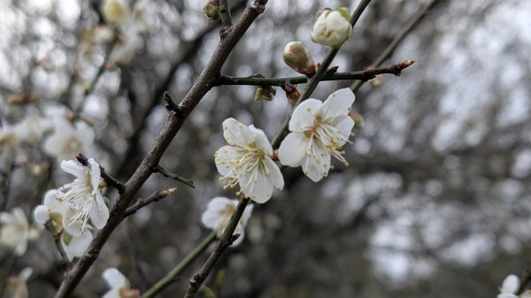 114.12.27尖山-40砲陣地之旅2971735