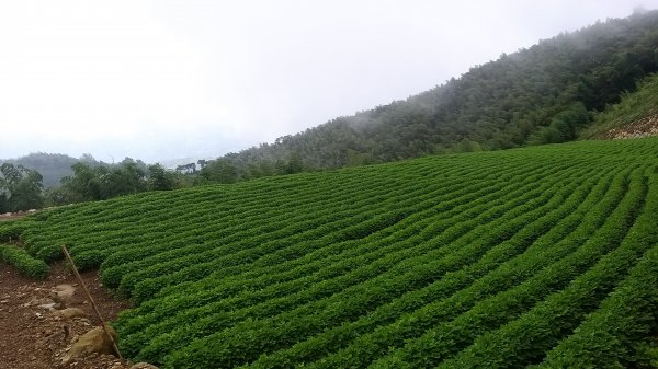 220820-後棟仔山（挑筍古道）2160782