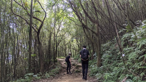 關仔嶺大凍山步道1448307