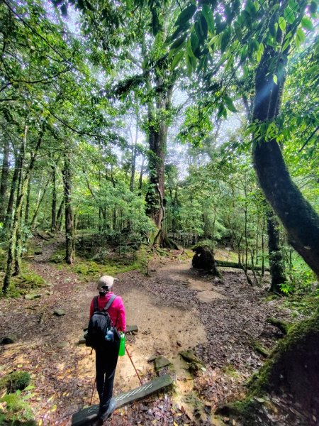 稍來小雪山國家步道、船型山、鞍馬山、鞍馬山東北峰、天池、雪山神木2799858