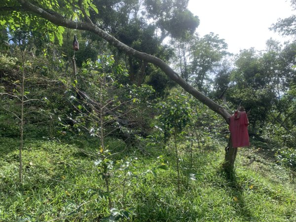 20250531屏東虻彈山東峰2803165