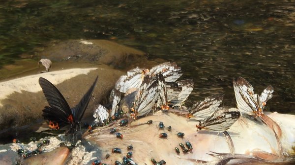 陽明山趴趴走，又到了賞蝶趣的季節 #褐斑毒蛾幼蟲2480549