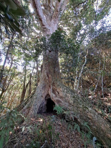 小出山(惠蓀林場上)202304162118300
