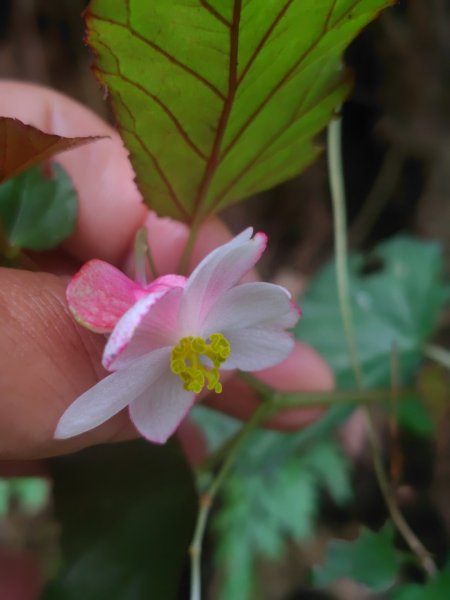 多納六秀 京大山2957563