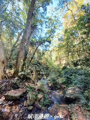 【台中和平】生態廊道。 雪山坑環線步道x巨人之手觀景點2954017