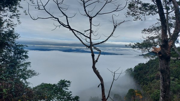 大雪山下波津加上下加森林浴看小神木1562210