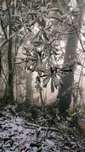我的2025第一場雪，包場夫婦山，獨享差強人意的雪景&雲海。1/272699866