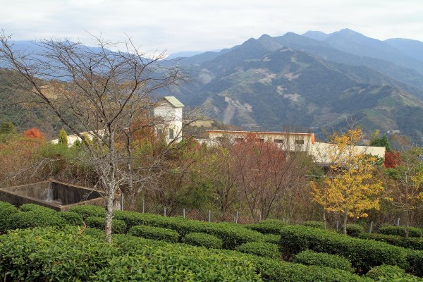 【南投~仁愛】清境農場賞銀杏落羽松楓紅1209047