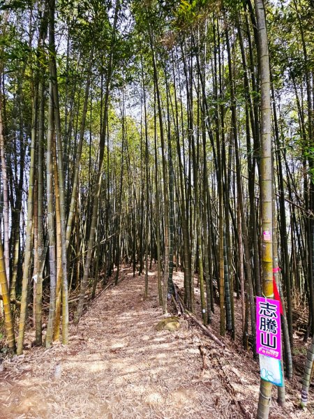 溪頭四秀 - 南投縣鹿谷鄉3023272