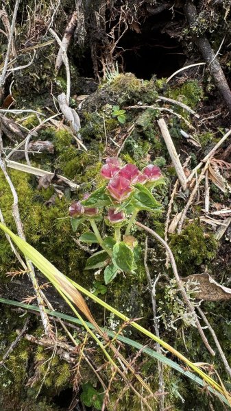 20250913小百岳三星山2885221