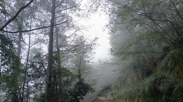 20251010 大雪山國家森林遊樂區 - 船型山林道 登 烏石坑山2911055