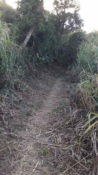 拔西猴山_草濫古道_姜子寮山1865531