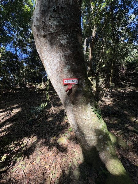 20251116鳴海山、網子山登山步道2938350