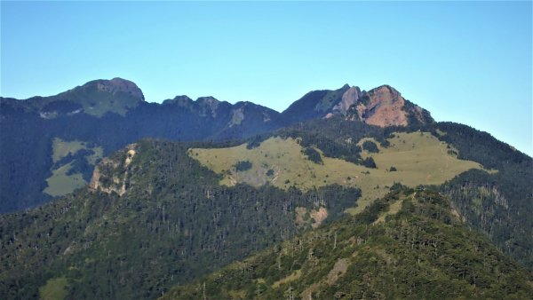 穿梭叢林桃山瞻仰巨木的殿堂桃山神木之行1656668