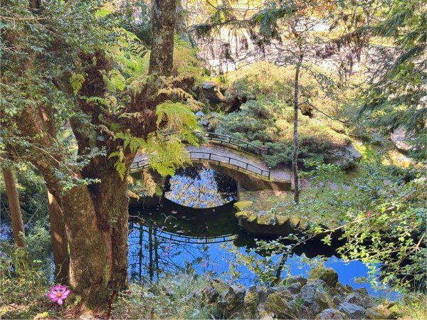 漫遊大雪山森林 訪尋雪山大小神木 快閃天池2922769