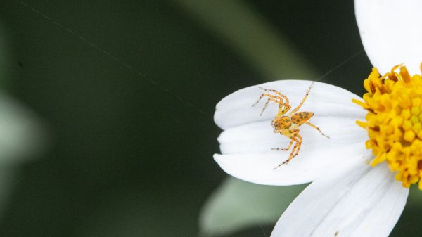 台北大縱走第七段 指南宮千階步道-樟山寺1742834